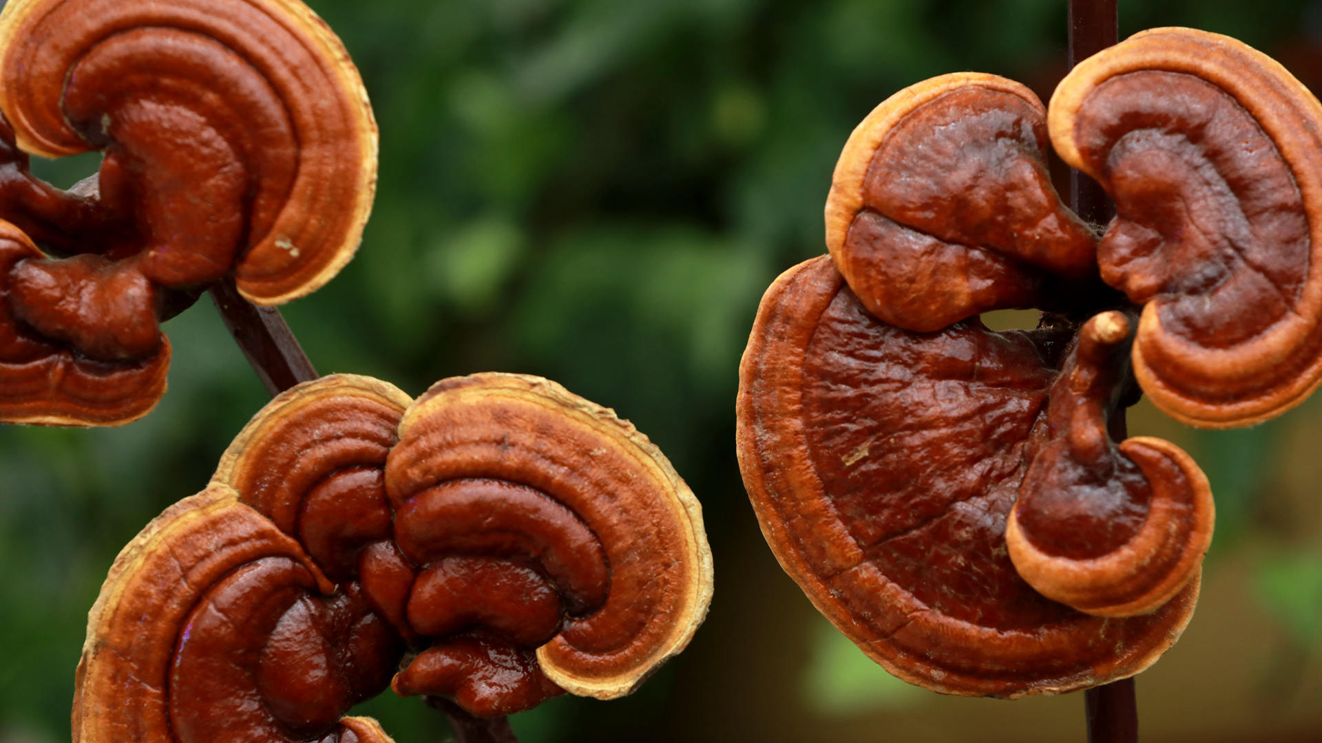 Reishi