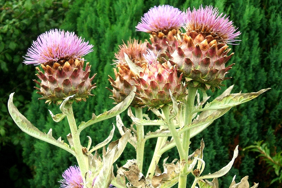 alcachofa